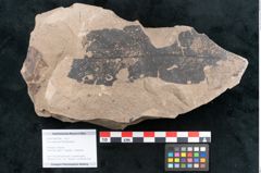 Foto (Objekt + Etikett) von Ficus sagoriana Ettingshausen (NHMW-GEO-2024-0188-7980)